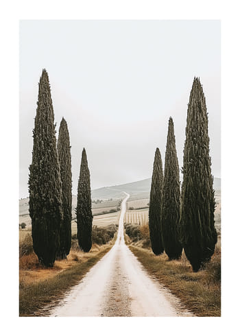 Plakat Cypress Symphony